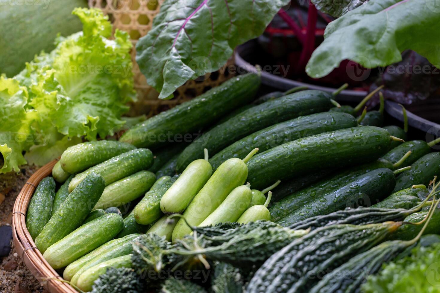 Variety of fresh organics homegrown heirloom cucumber and zucchini in vegetable farmer market for food ingredient and nutrition usage during harvest season photo