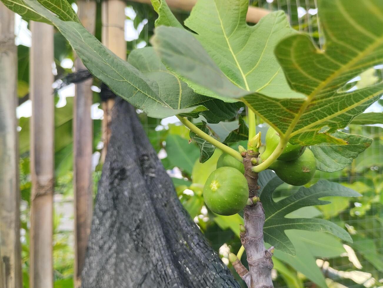 Fig tree with green leaves and fruit hanging from the tree photo