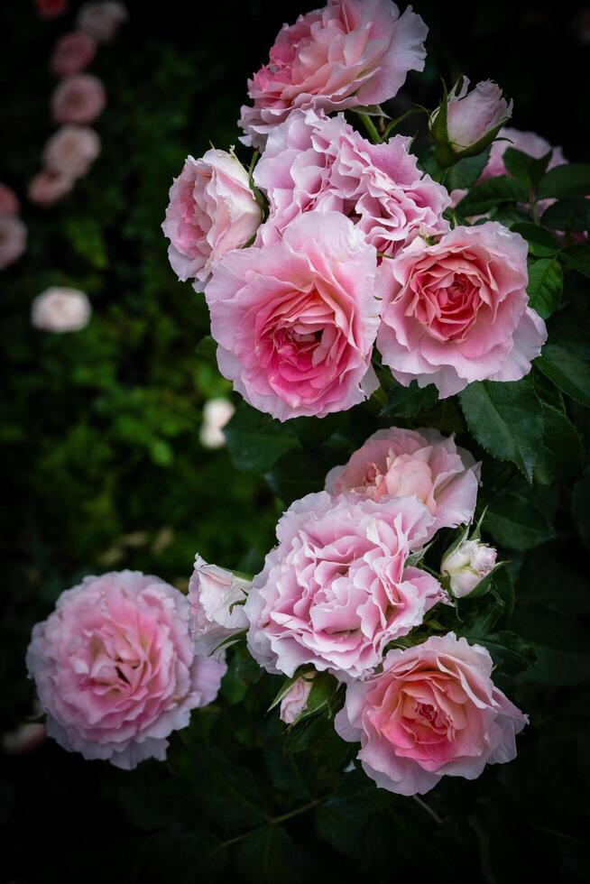 Many pink roses bloom on the branches of the trunk. photo