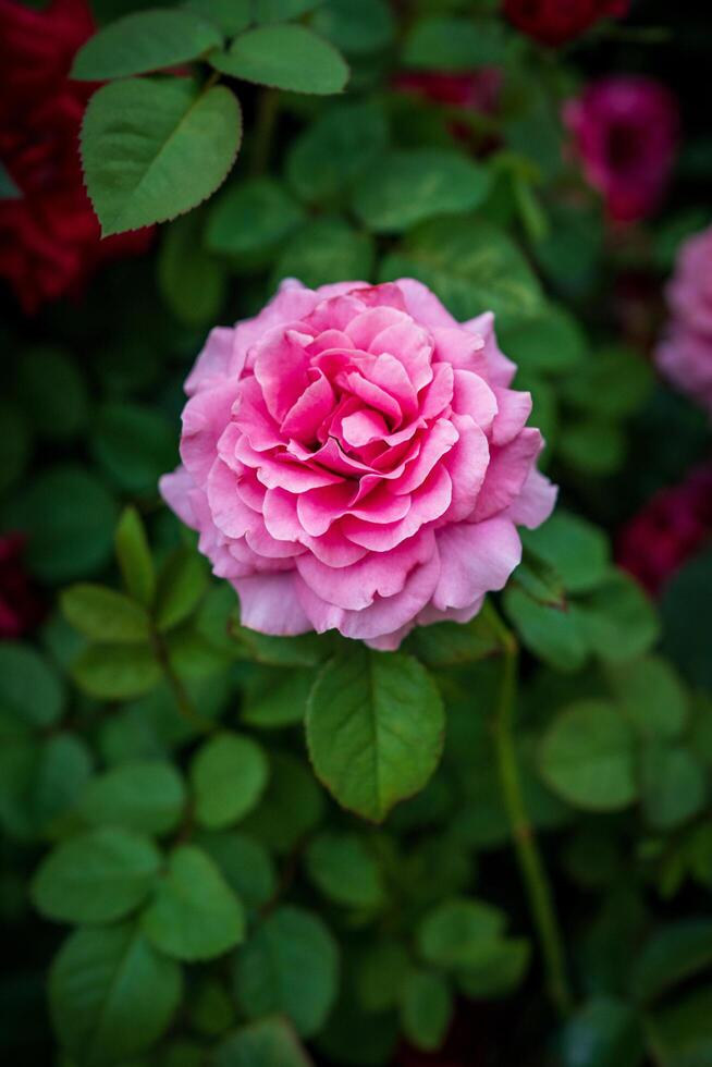 Rosa 'Mary Rose' is a pink rose with multiple petals. photo