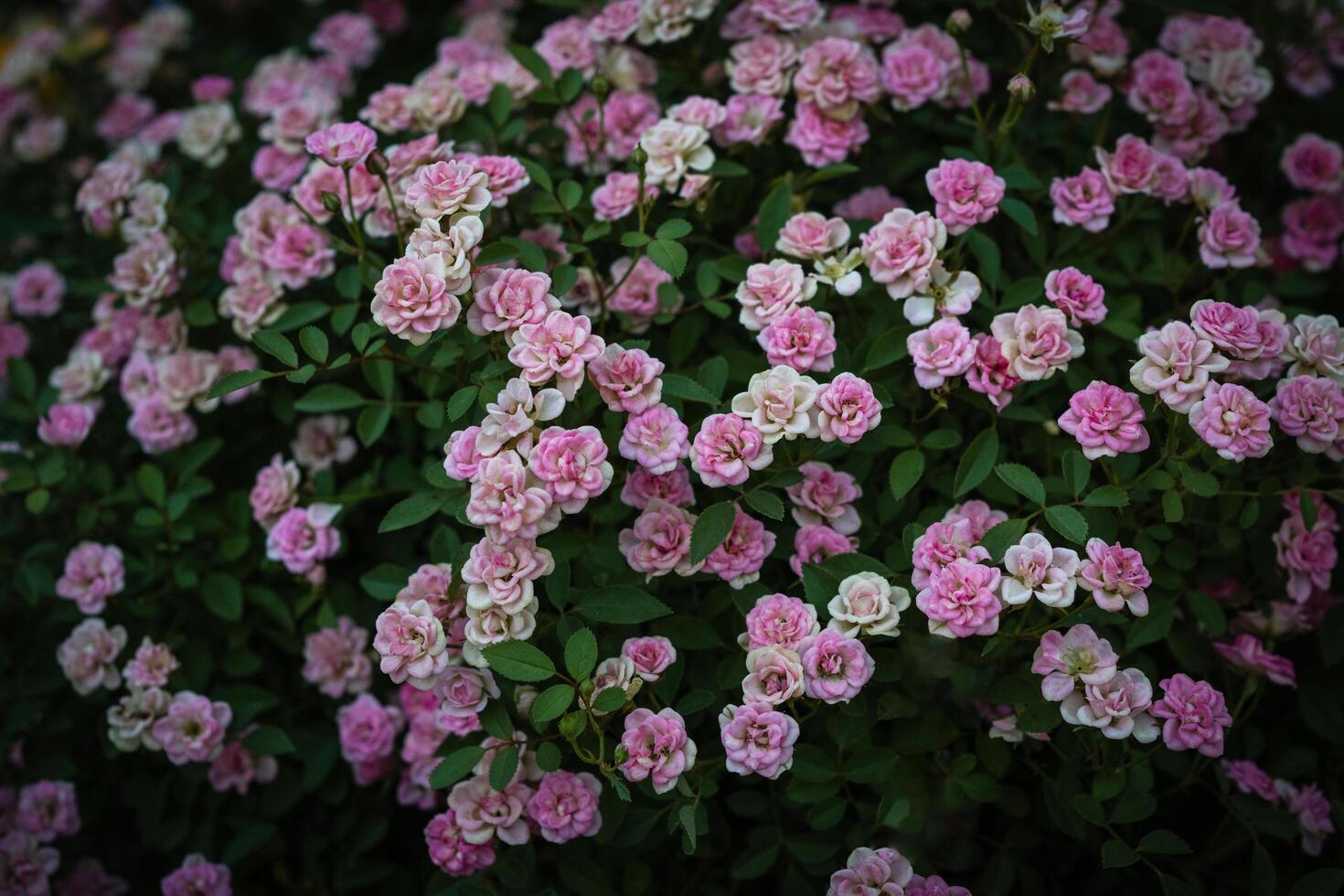 Many pink dwarf roses bloom on the trunk. photo