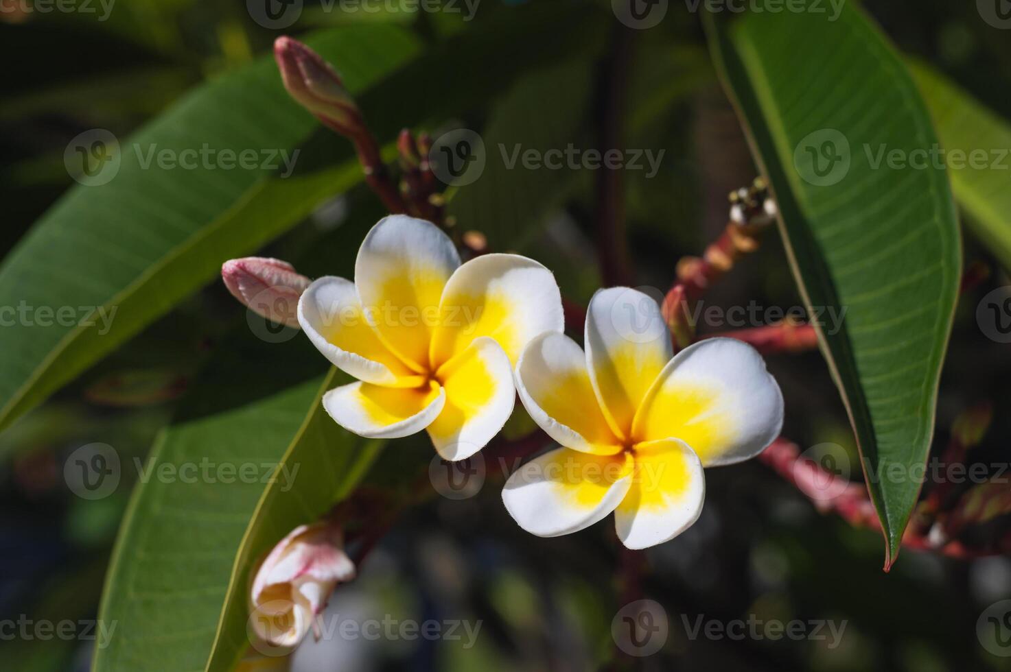 White and Yellow Plumeria blooming on trees photo
