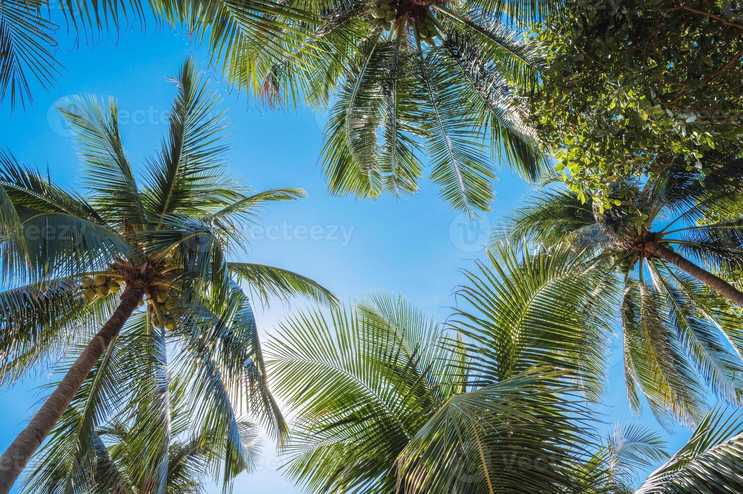 Tropical palm trees with coconuts on a clear blue sky background photo