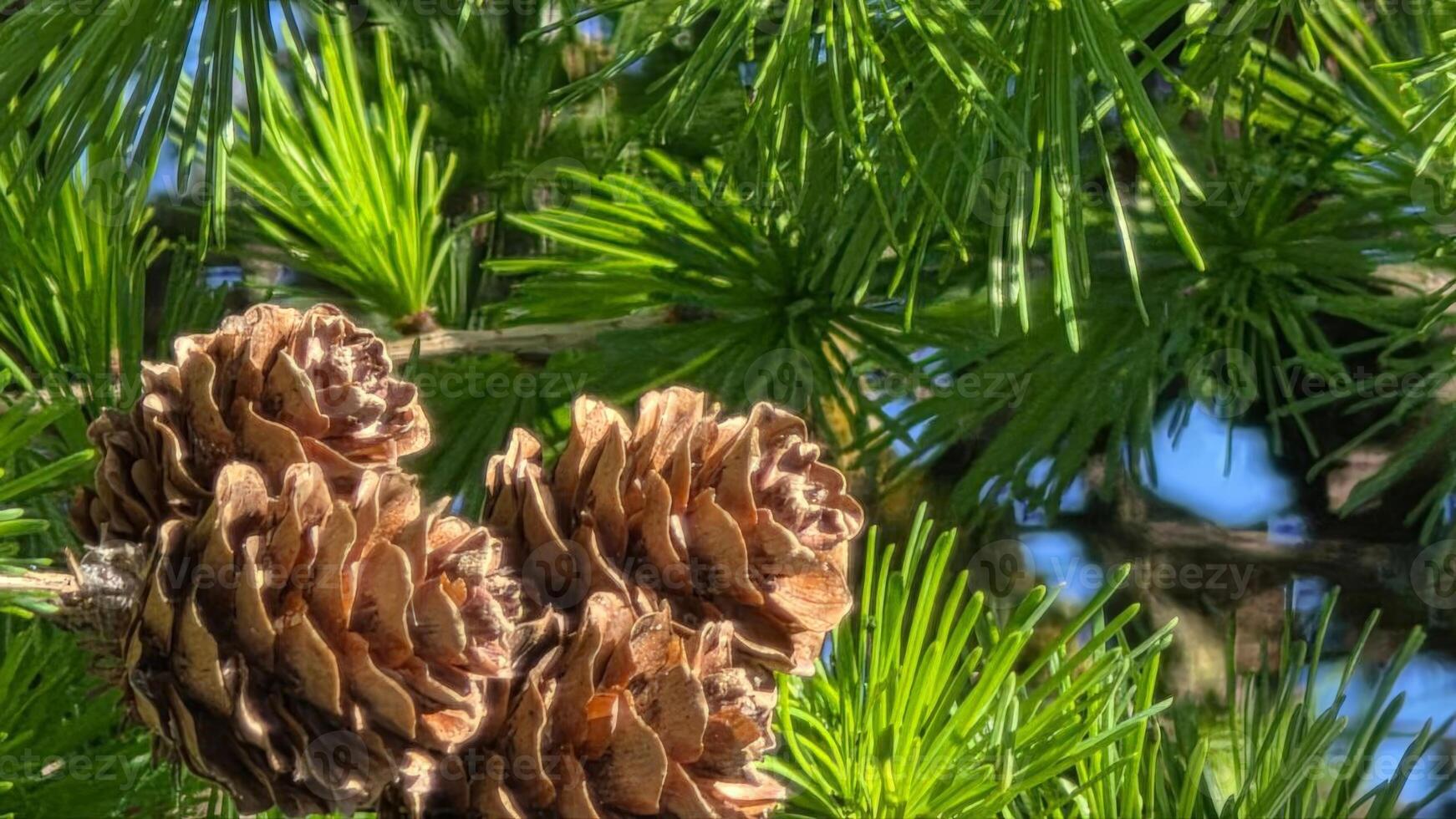 Brown pine cones attached to green pine branches, capturing the natural beauty and freshness of evergreen trees in a forest or garden setting. photo