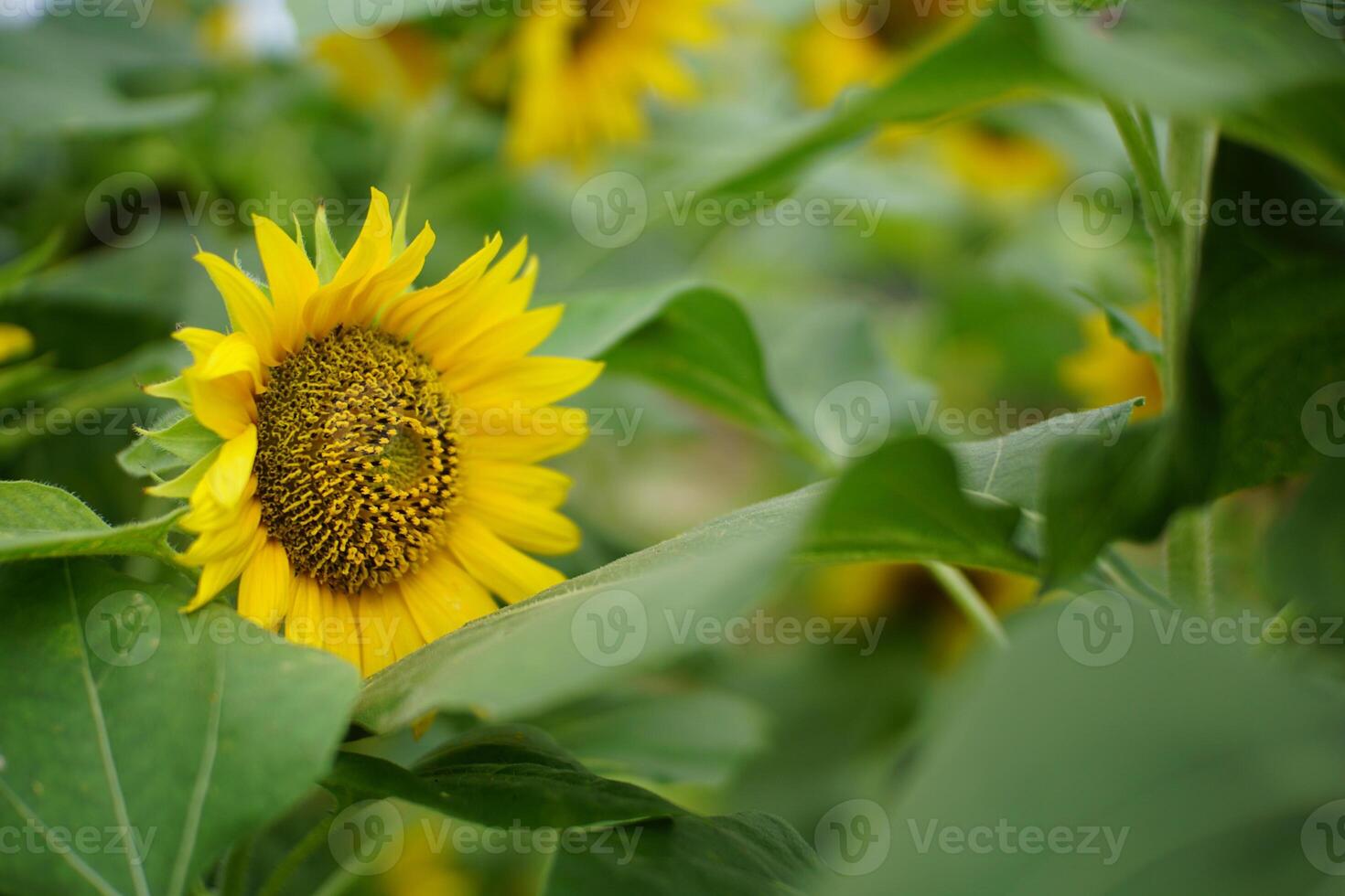 Close-Up of Sunflower Surrounded by Green Leaves photo