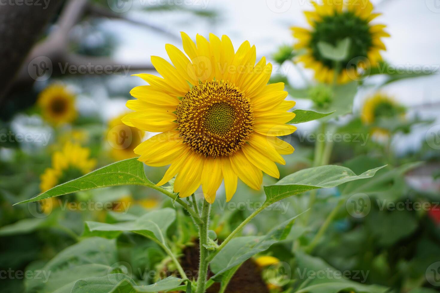 Close-Up of Blooming Sunflower in Garden photo