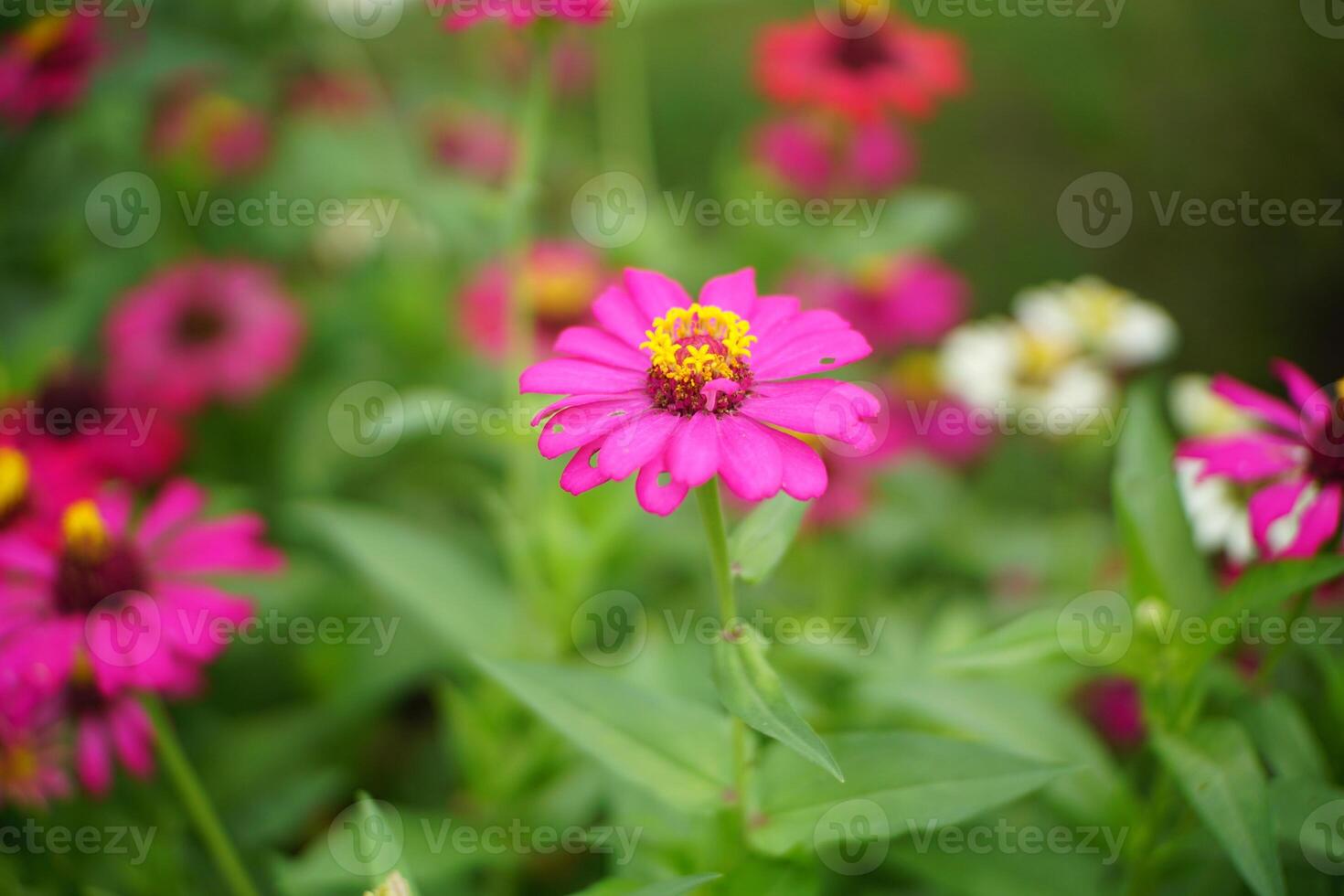 Close-Up of Pink Zinnia Flower in Garden photo