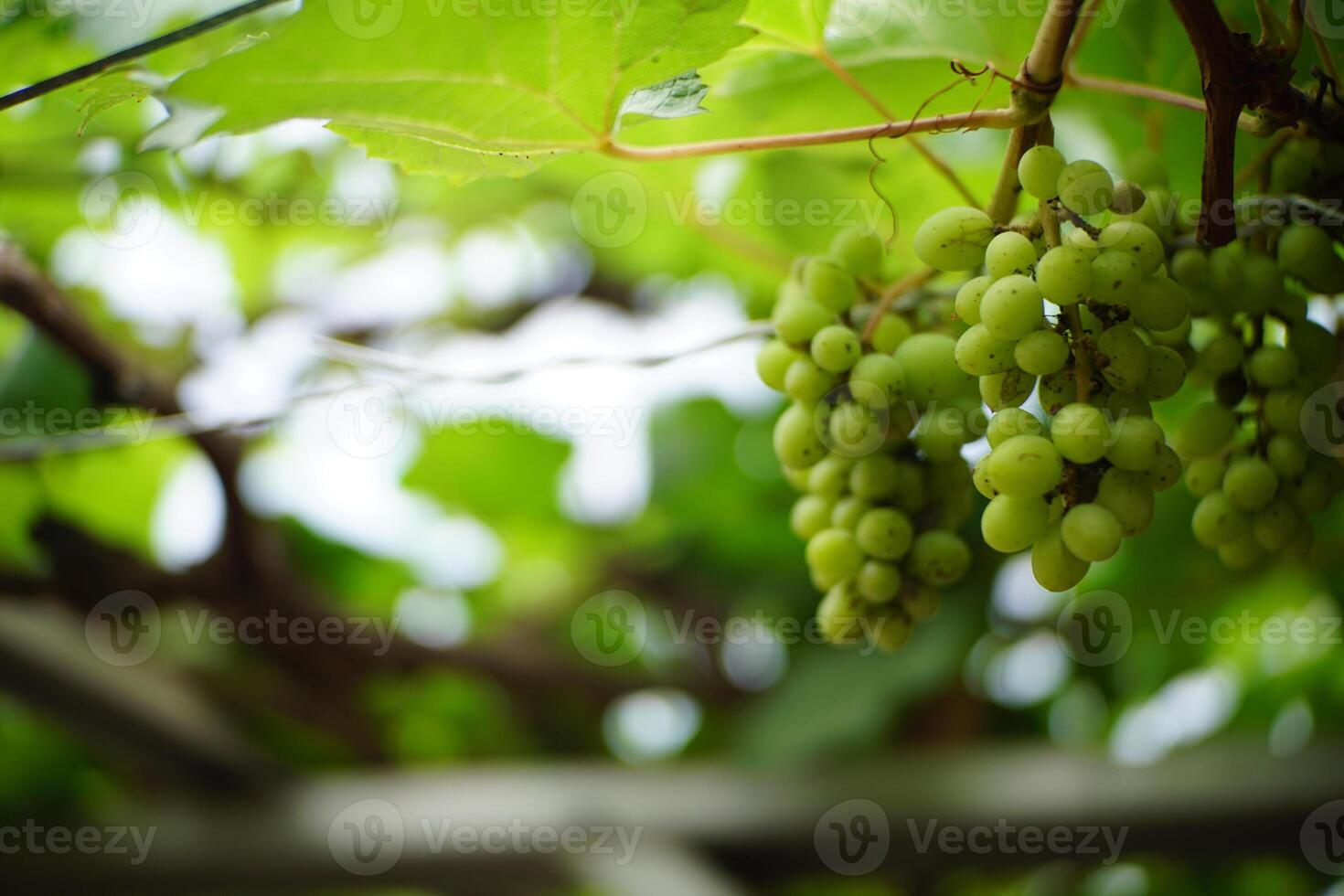 Close-Up of Green Grapes on the Vine photo