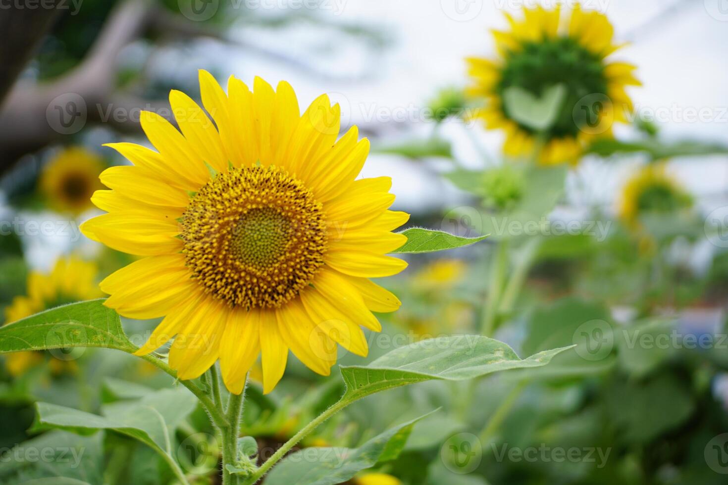 Close-Up of Vibrant Sunflower in Garden photo