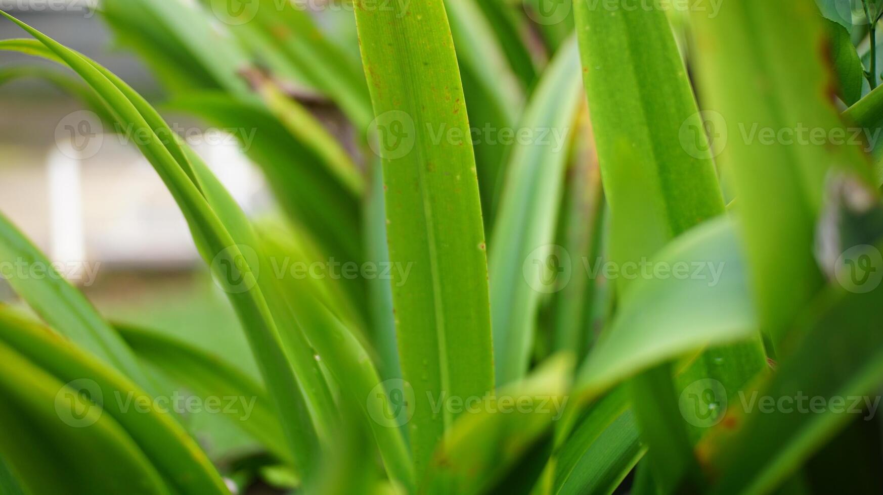 Close-Up of Vibrant Green Leaves photo