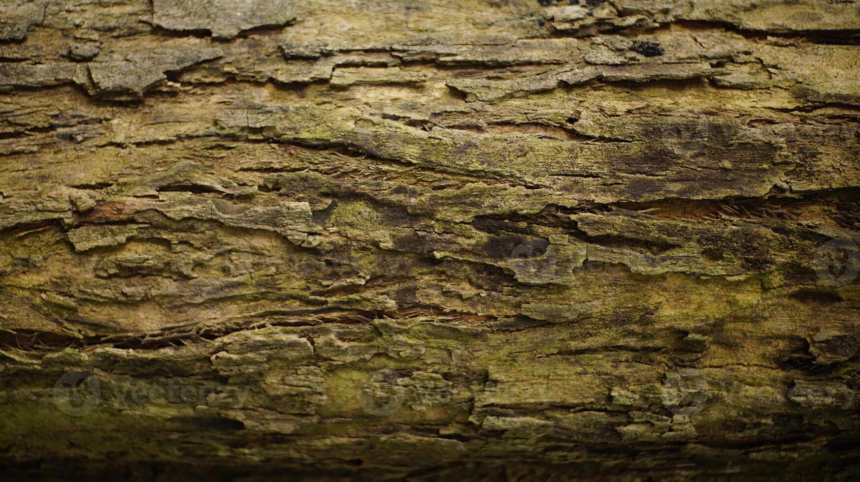 Close-Up of Tree Bark Texture for Other Design photo
