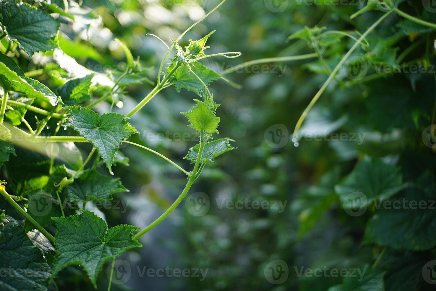 Close-Up of Green Vine Leaves photo