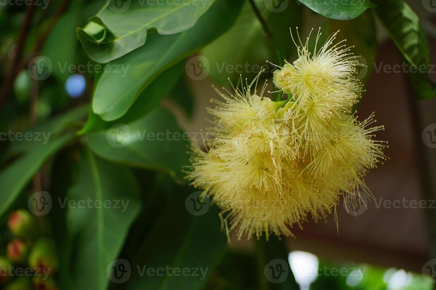 Close-Up of Rose Apple Flower photo