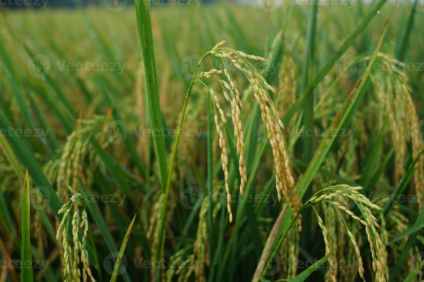 Close-Up of Rice Grains in a Paddy Field photo