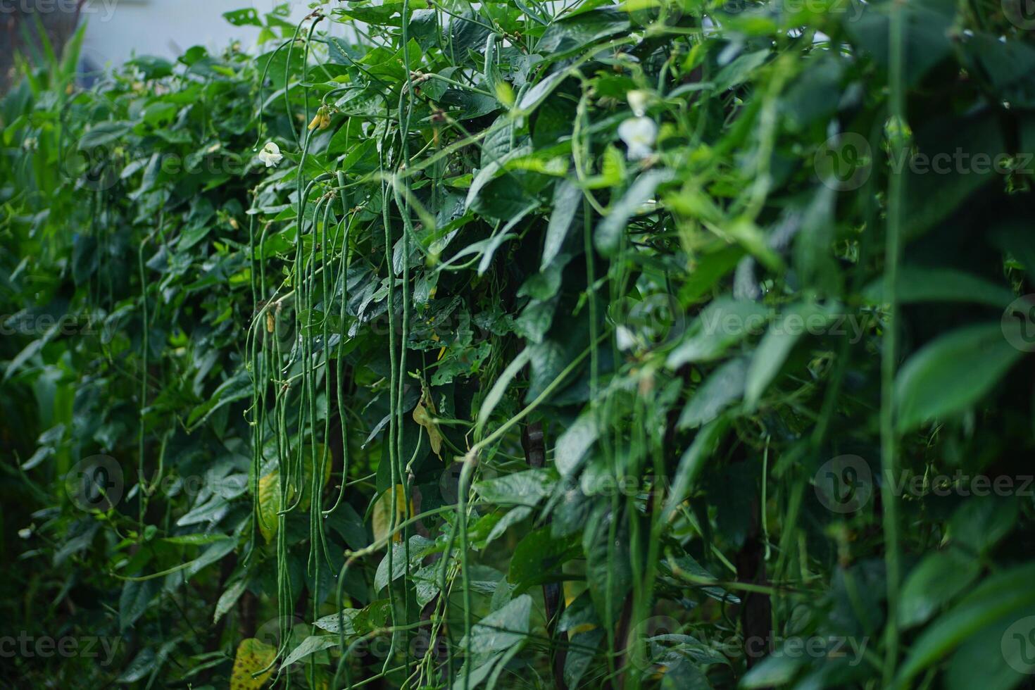 Lush Green Bean Vines in Vegetable Garden photo
