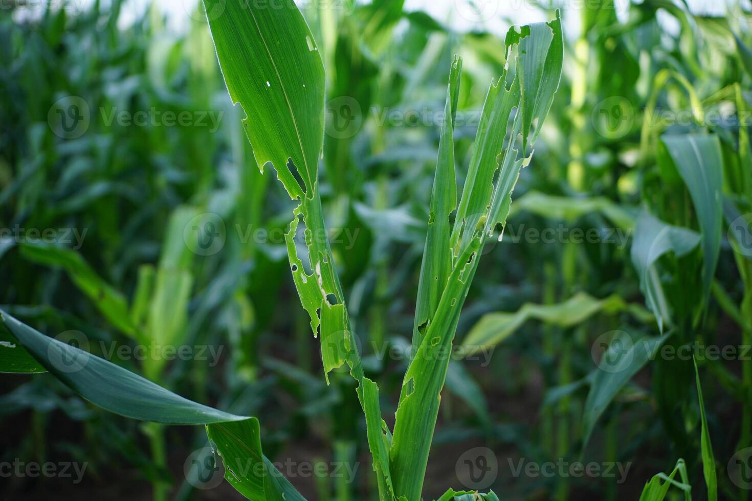 Close-Up of Damaged Corn Leaves in Field photo