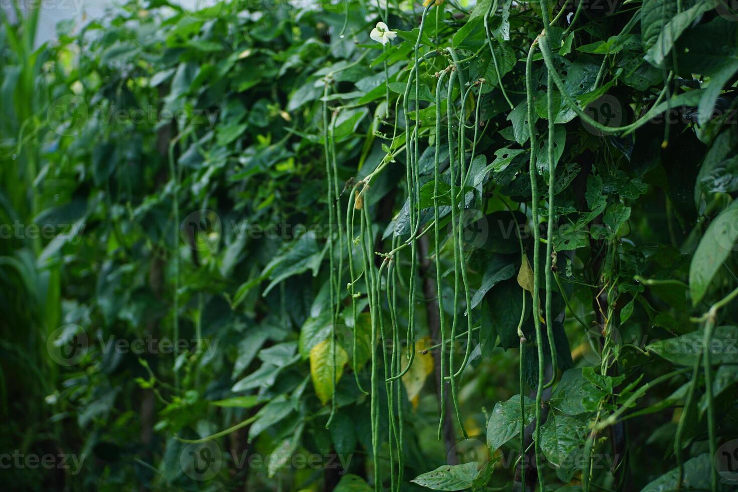 Green Beans Growing in a Lush Vegetable Garden photo