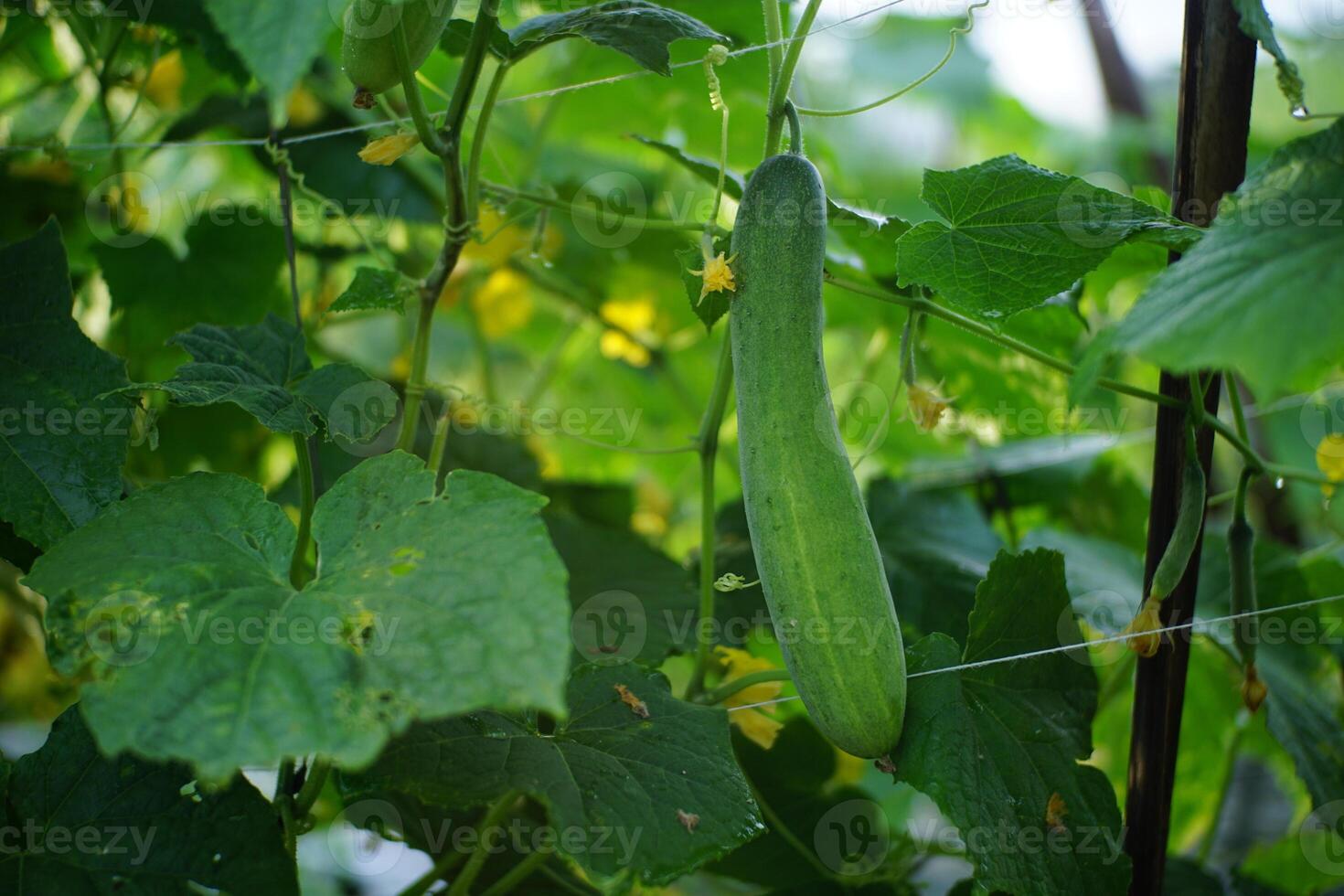 Fresh Cucumber Growing on a Vines photo