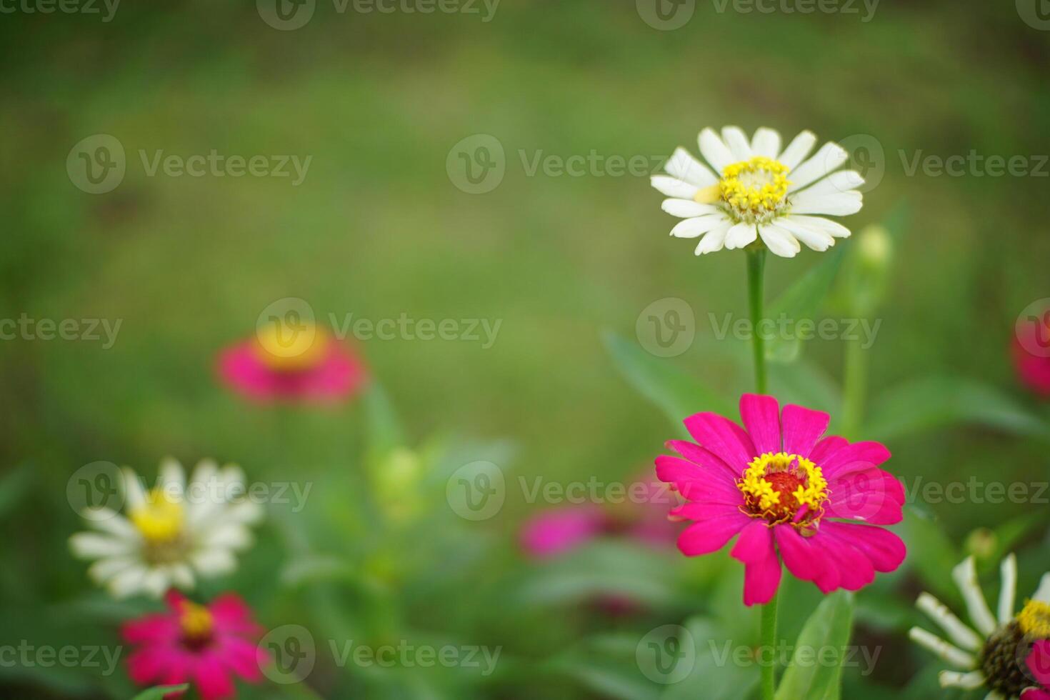 Beautifull Zinnias Flower in Bloom photo
