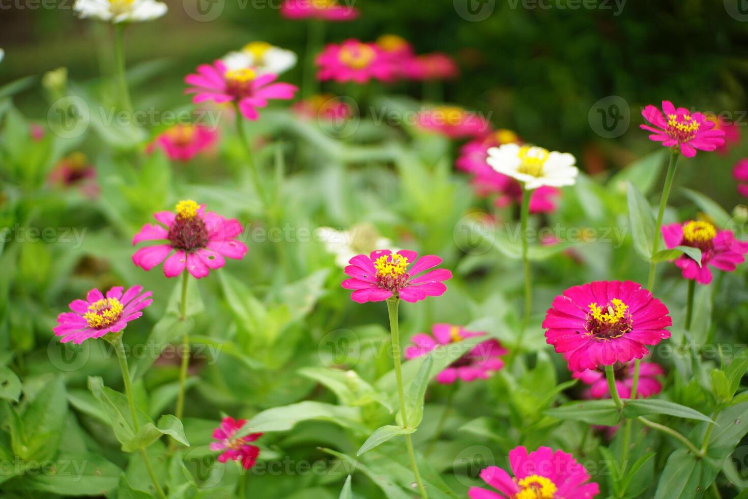 Colorful Zinnia Flowers in Bloom photo
