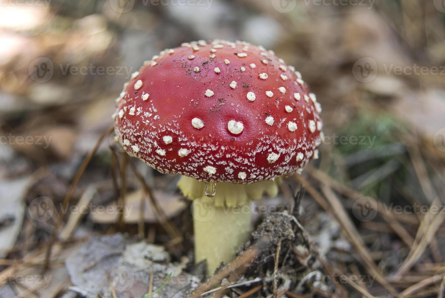 Red fly agaric mushroom with autumn leaves photo