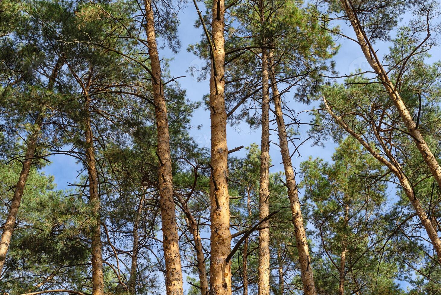 Pine trees against the blue sky photo