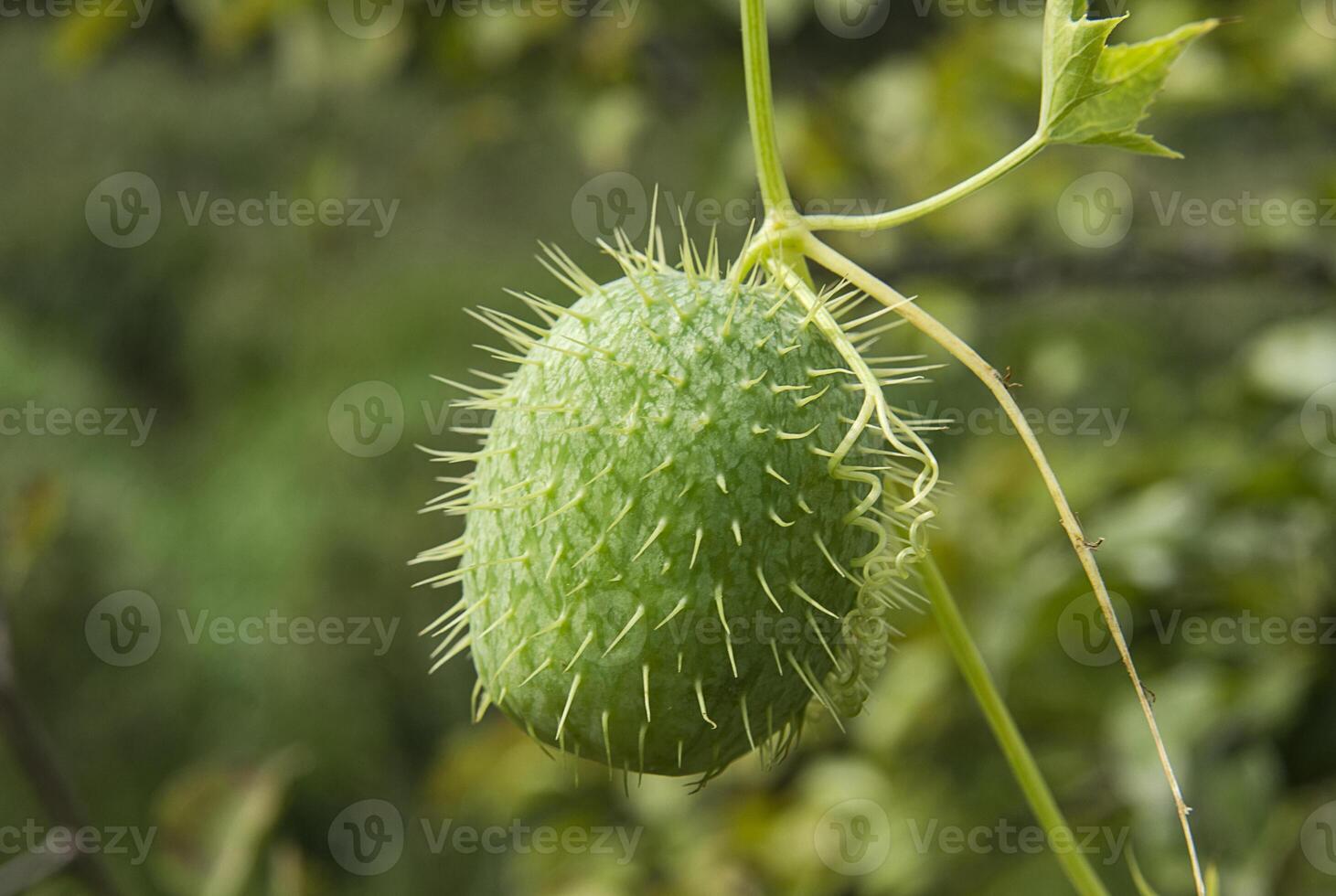 Plant squirting cucumber echinocystis lobata on a green background photo