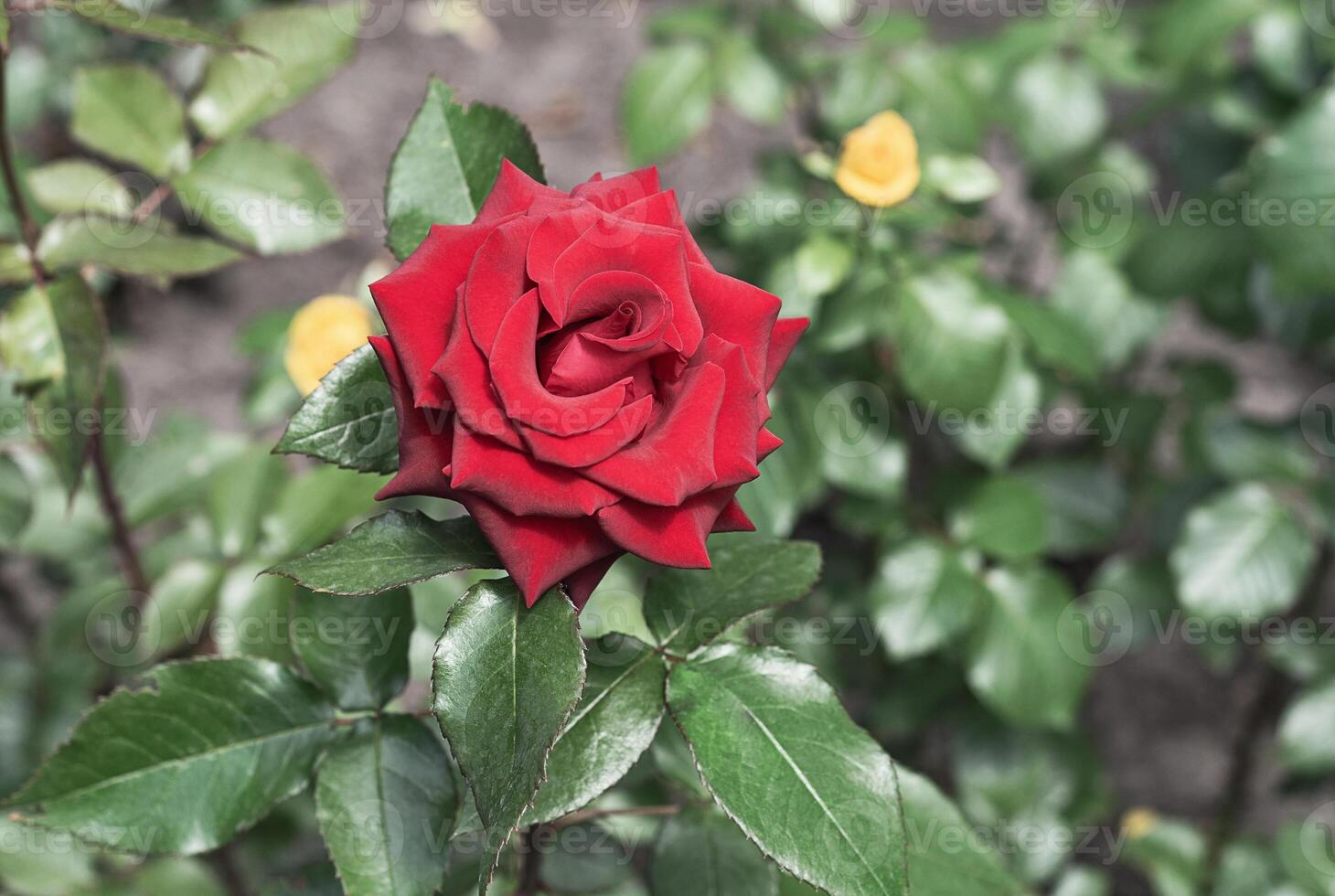 Red rose flower close up photo