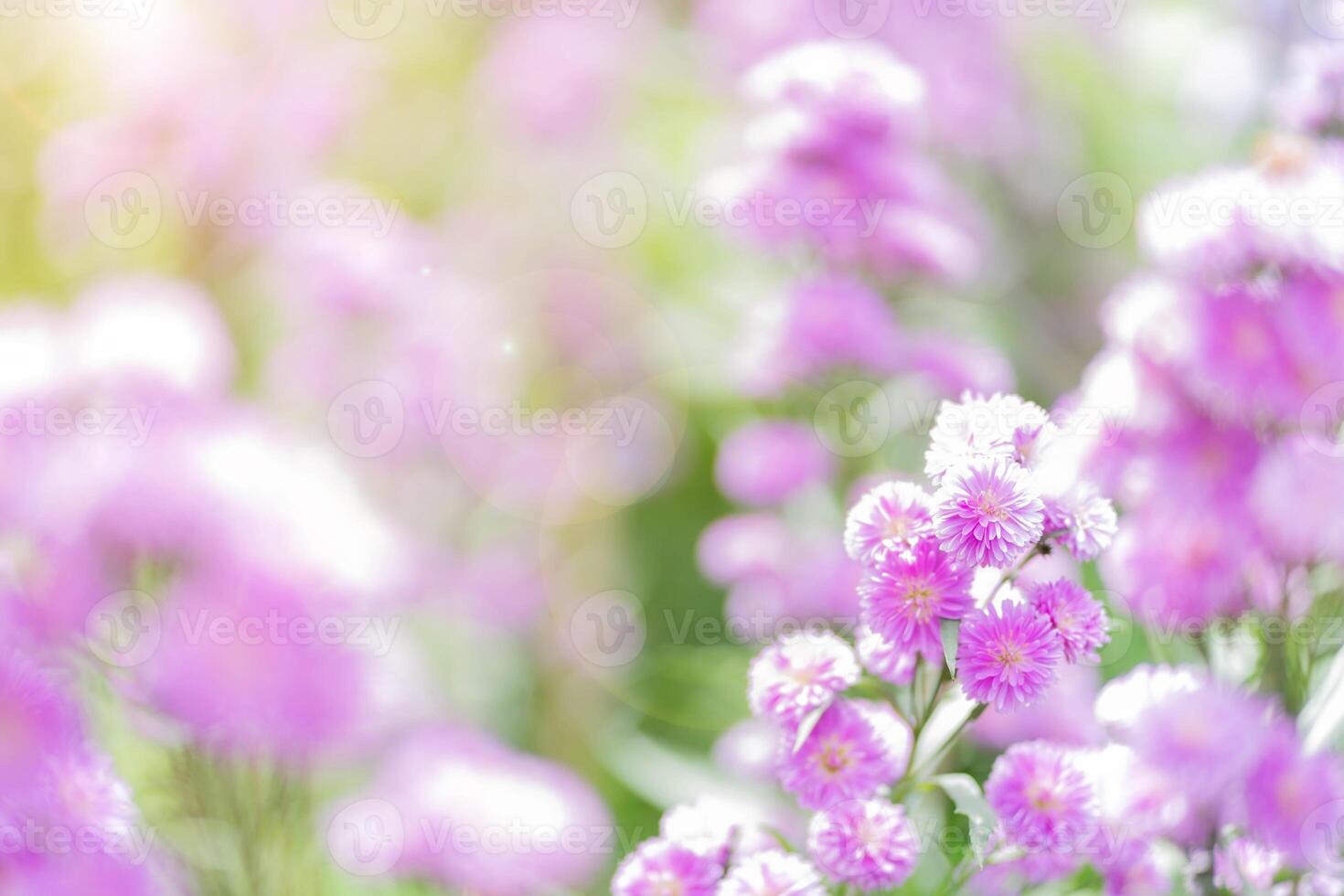 Closeup a beautiful purple blooming Margaret flowers in the garden with with natural sun bright and blurred background. photo