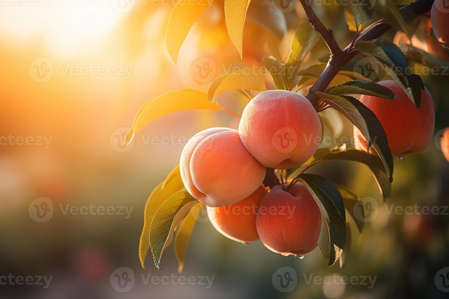 close-up of ripe juicy peaches hanging on branch of fruit tree with blurred bokeh background in sunlit orchard, harvest and agriculture concept photo