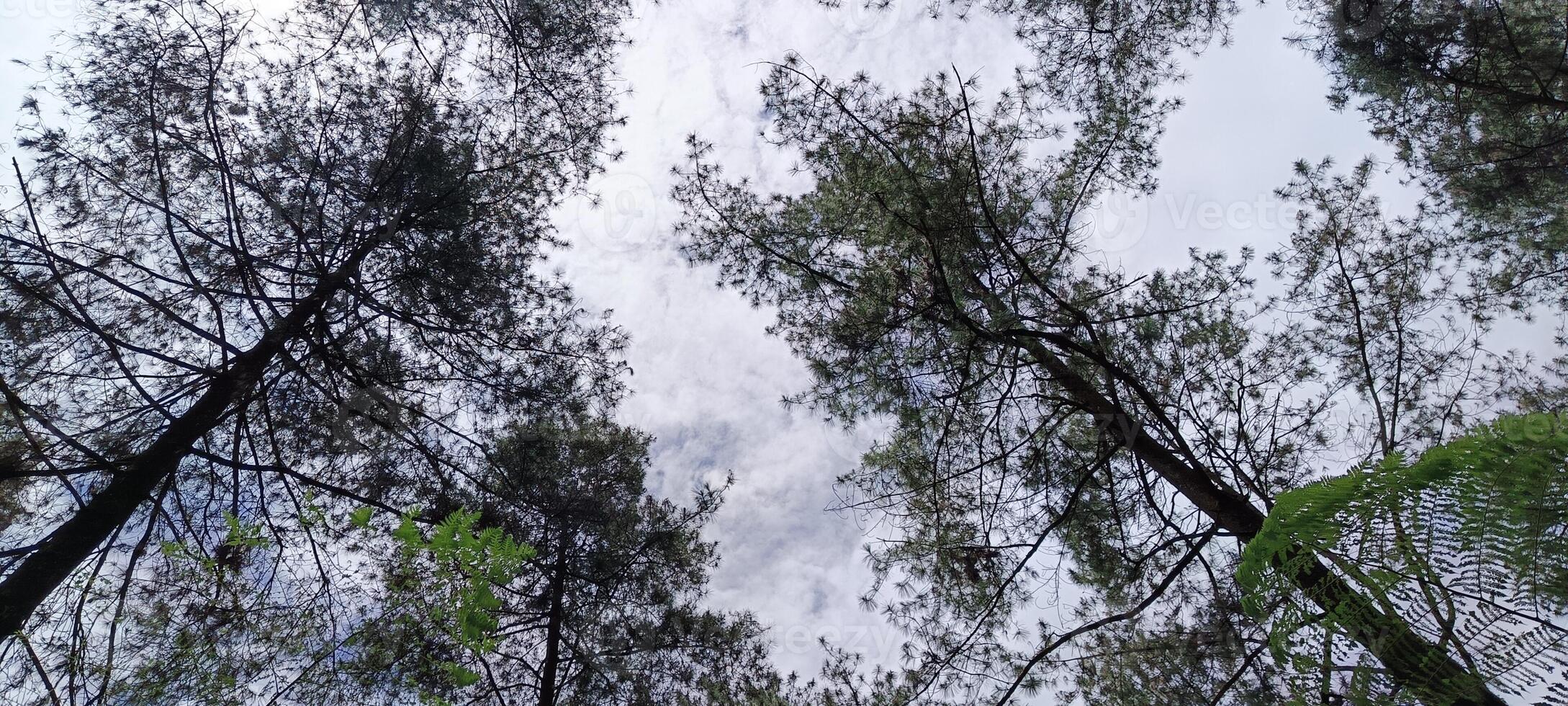 3. Low angle view of pine forest photo