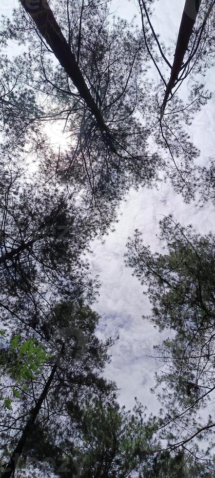 18. Low angle view of pine forest photo