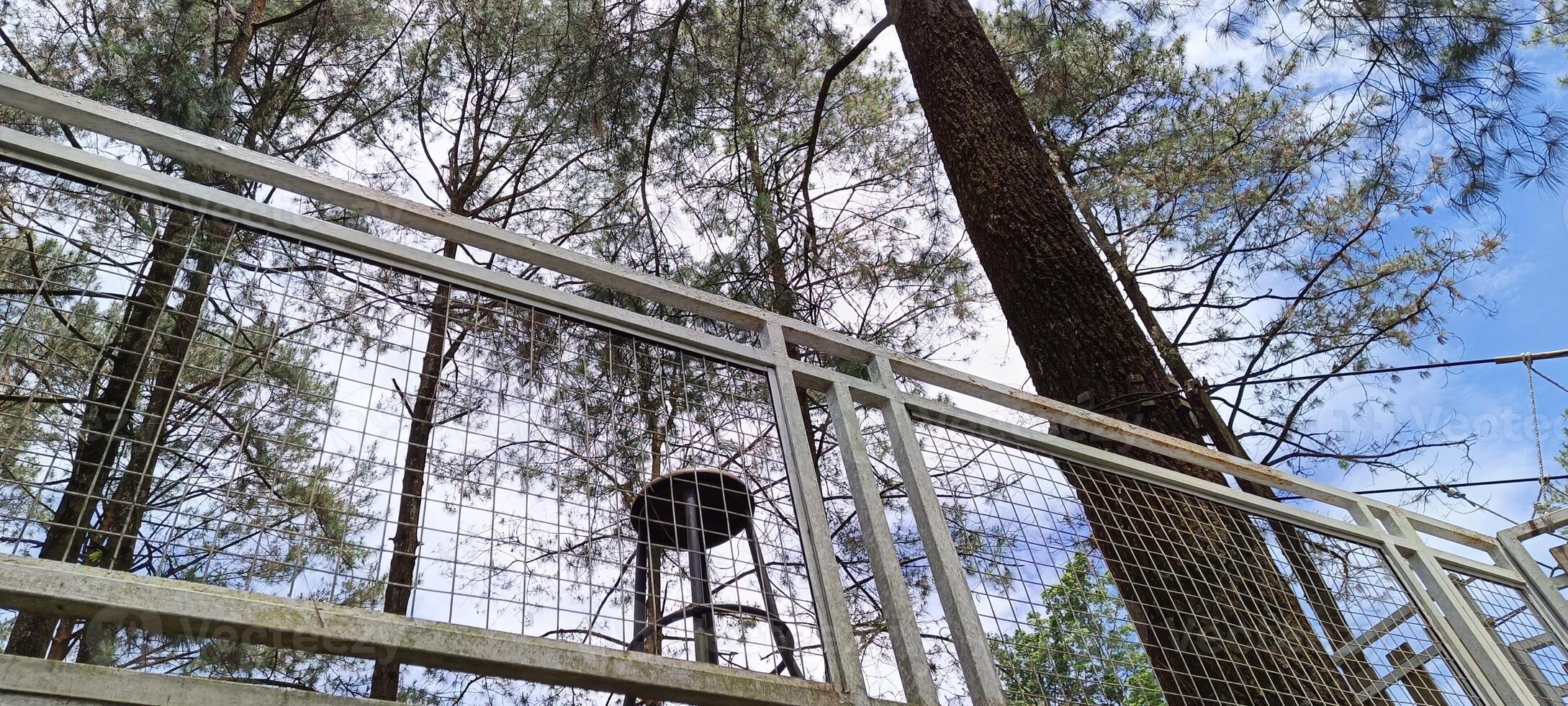38. Low angle view of post in pine forest photo