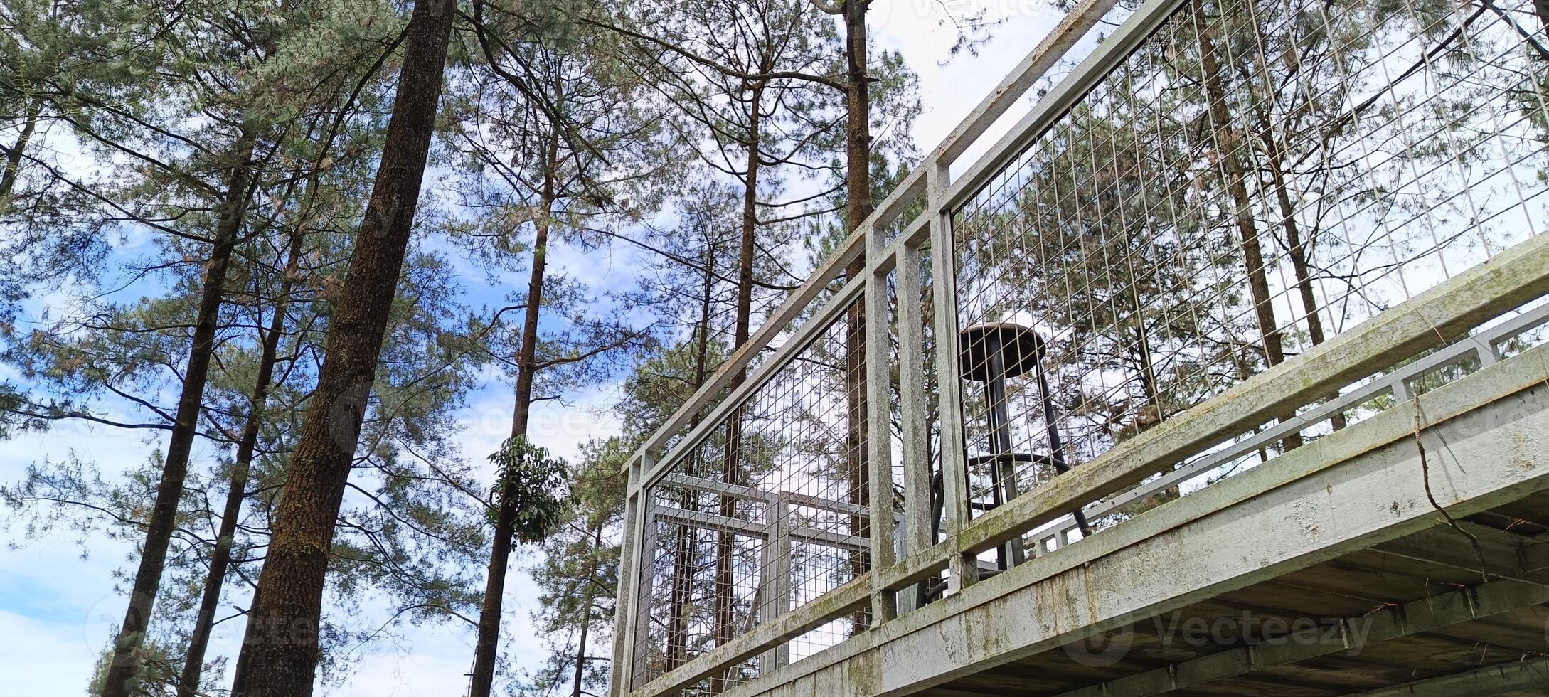 39. Low angle view of post in pine forest photo