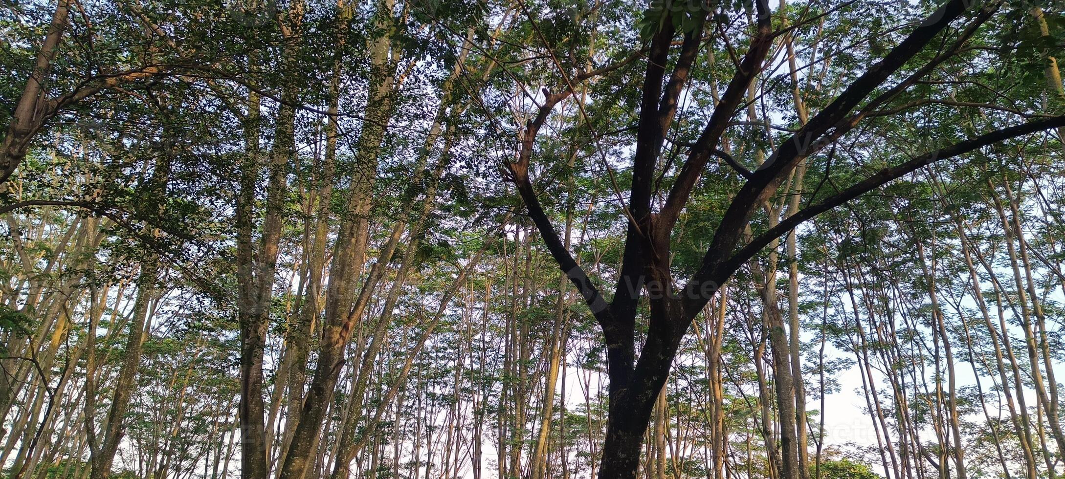10. View of trees in the pine forest photo