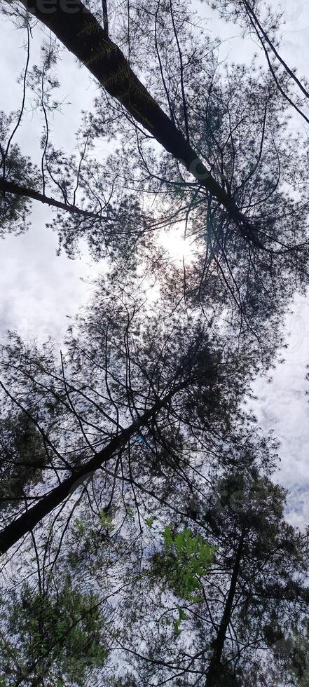 8. Low angle view of pine forest photo