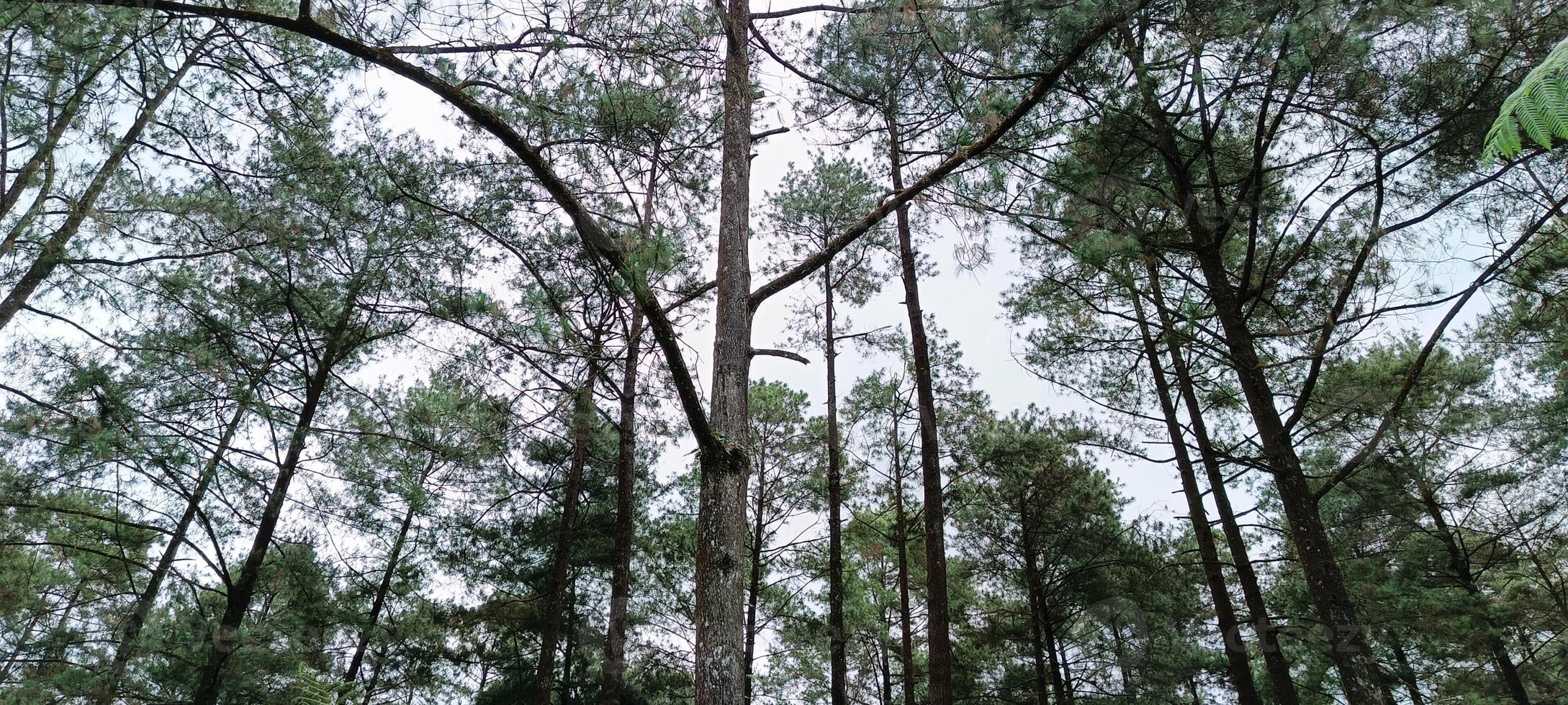 14. Low angle view of pine forest photo