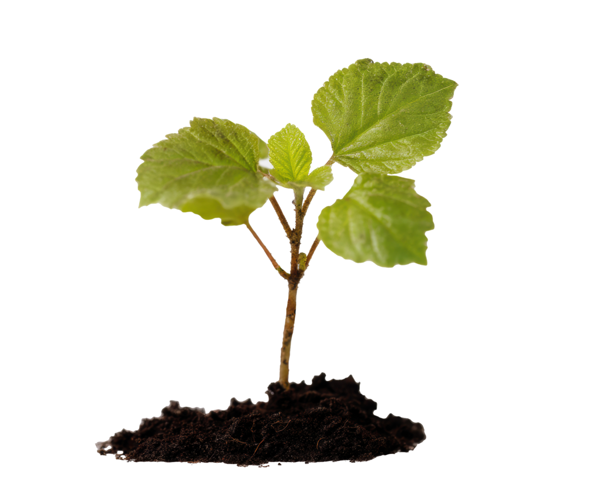 New plant growth emerging from fertile soil for eco-friendly projects png