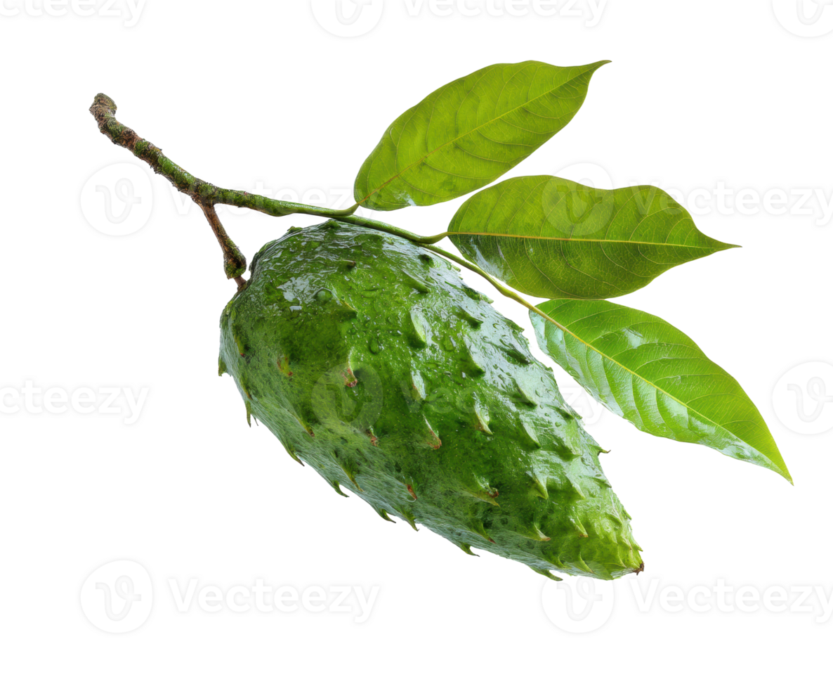 Cherimoya fruit on branch with green leaves ready for harvest png