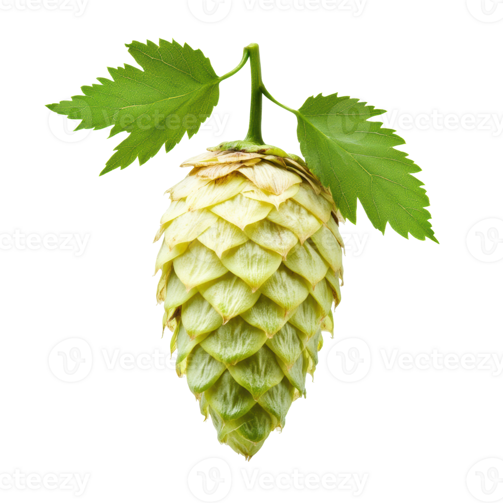 Fresh green hop cone with leaves for brewing and cooking png