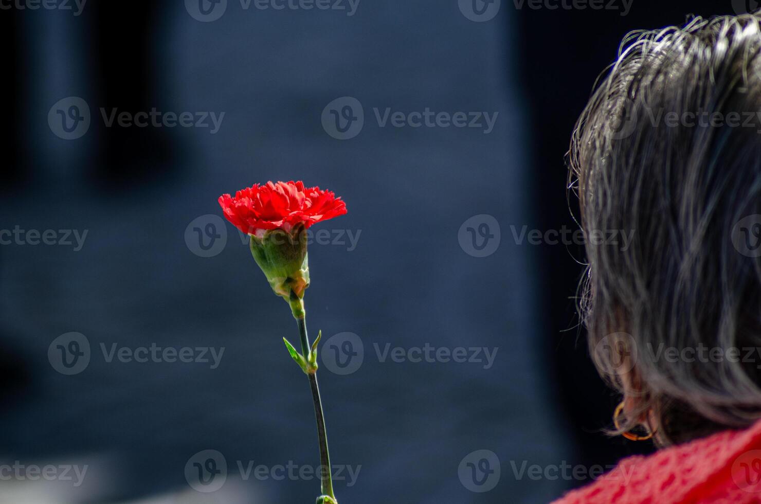 hand of an old woman holding a carnation in celebration of the 25th of April in Portugal, Carnation Revolution. photo