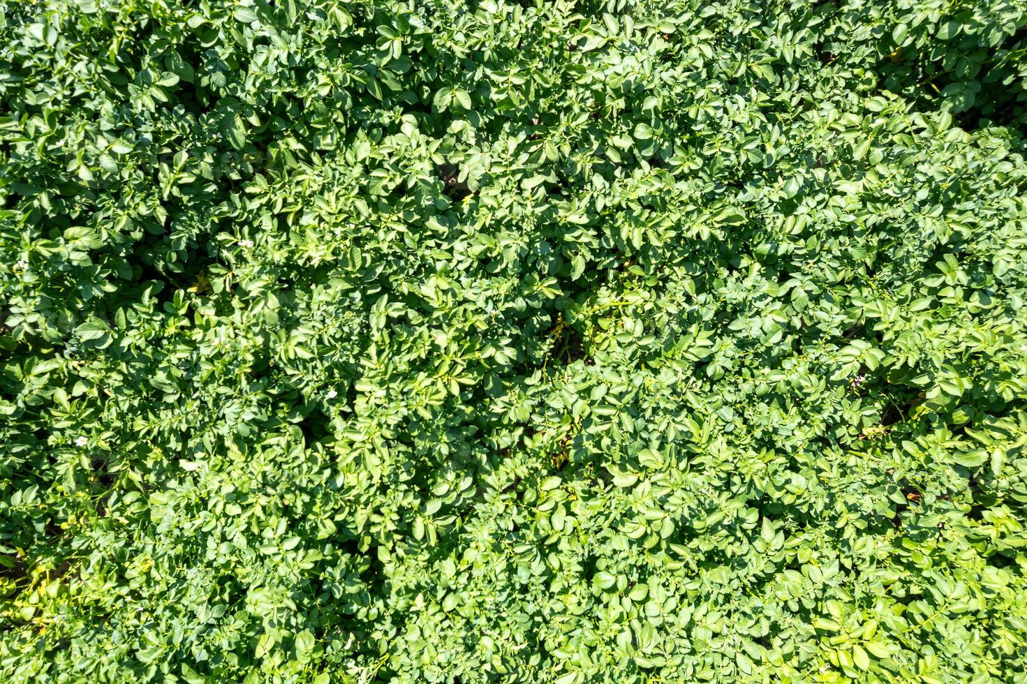 agricultural field of potato cultivation overhead top down view by drone, textured background for concept of agriculture photo