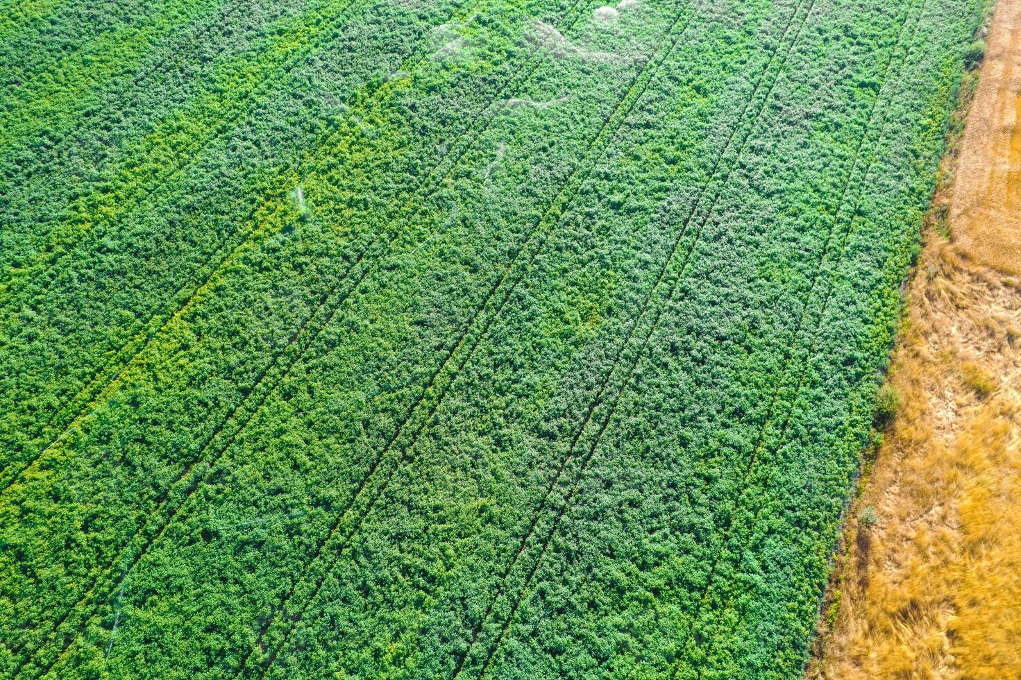 agricultural background texture concept drone aerial view of a summer potato crop field irrigated with sprinklers system photo