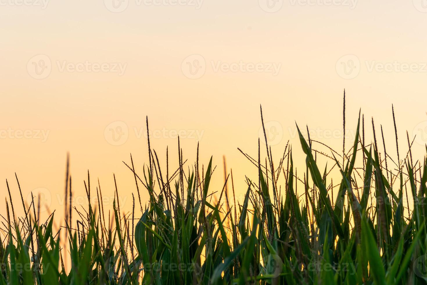 maize field at sunset, close up view, background for agricultural concept photo