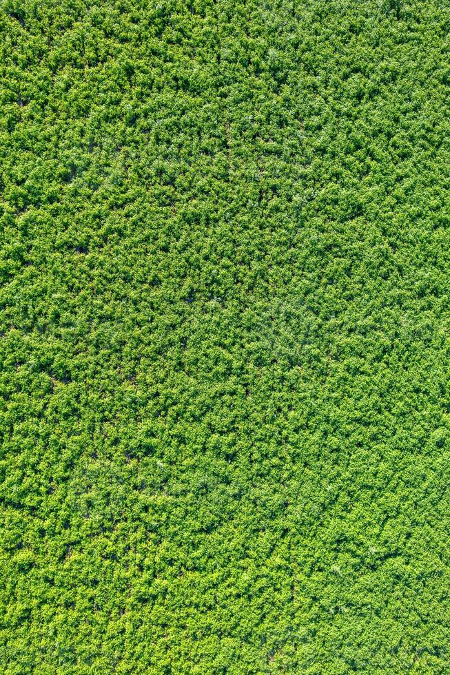 agricultural field of potato cultivation overhead seen by drone, texture background concept of agriculture photo