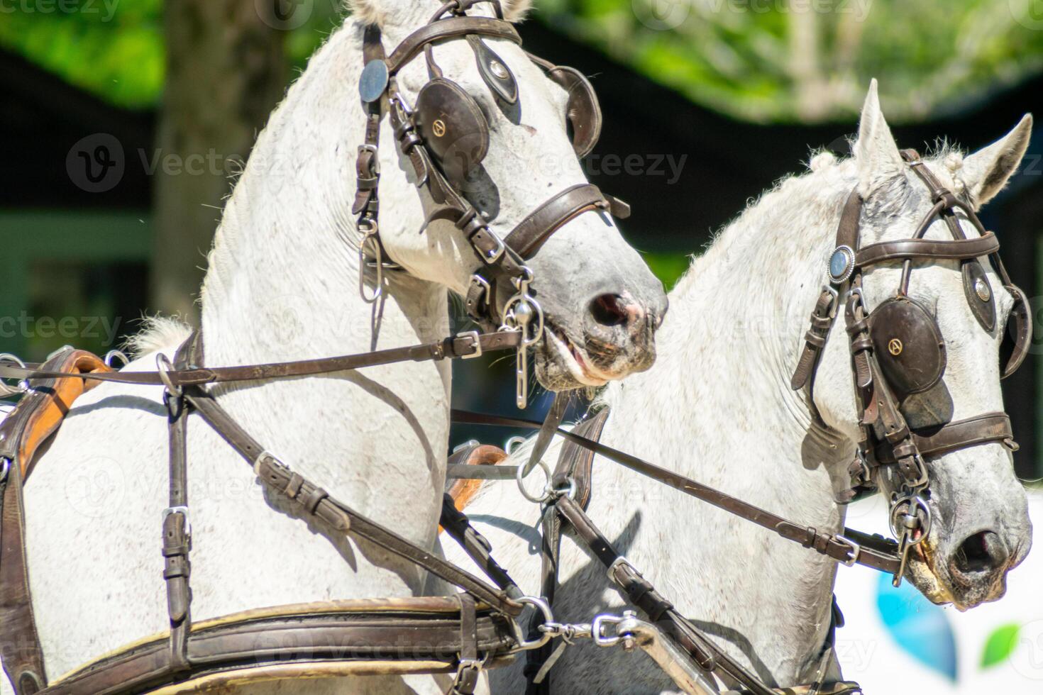 Detailed view of the heads of two harnessed white horses. Powerful white horses with polished harnesses. photo