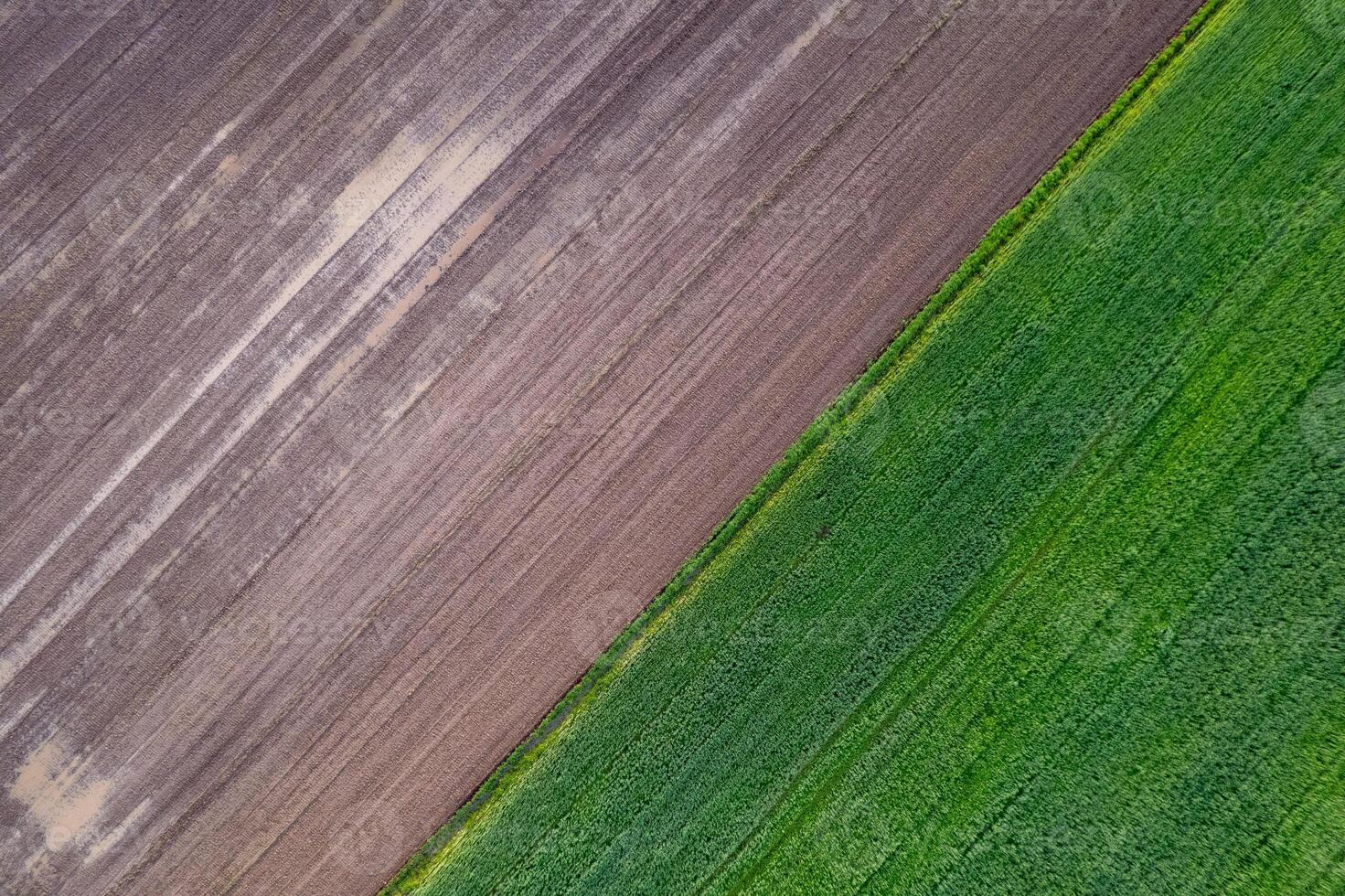 aerial view of contrasting agricultural fields green and brown, top down image by drone photo