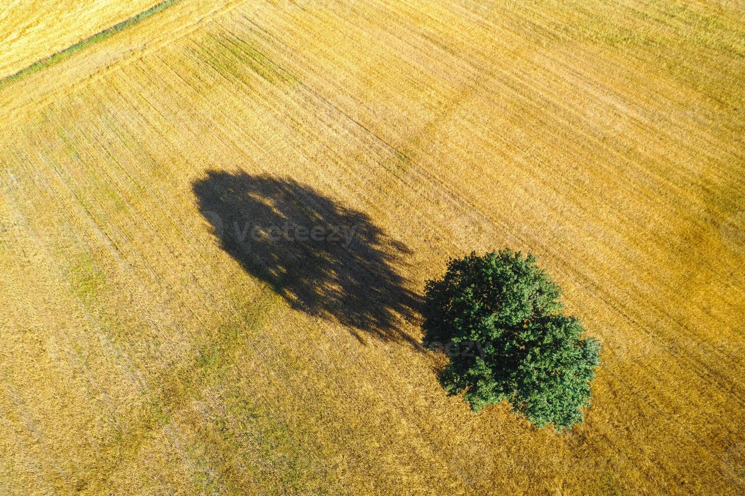 aerial perspective one tree shadow in agricultural field single tree and shadow pattern on cultivated field from above photo
