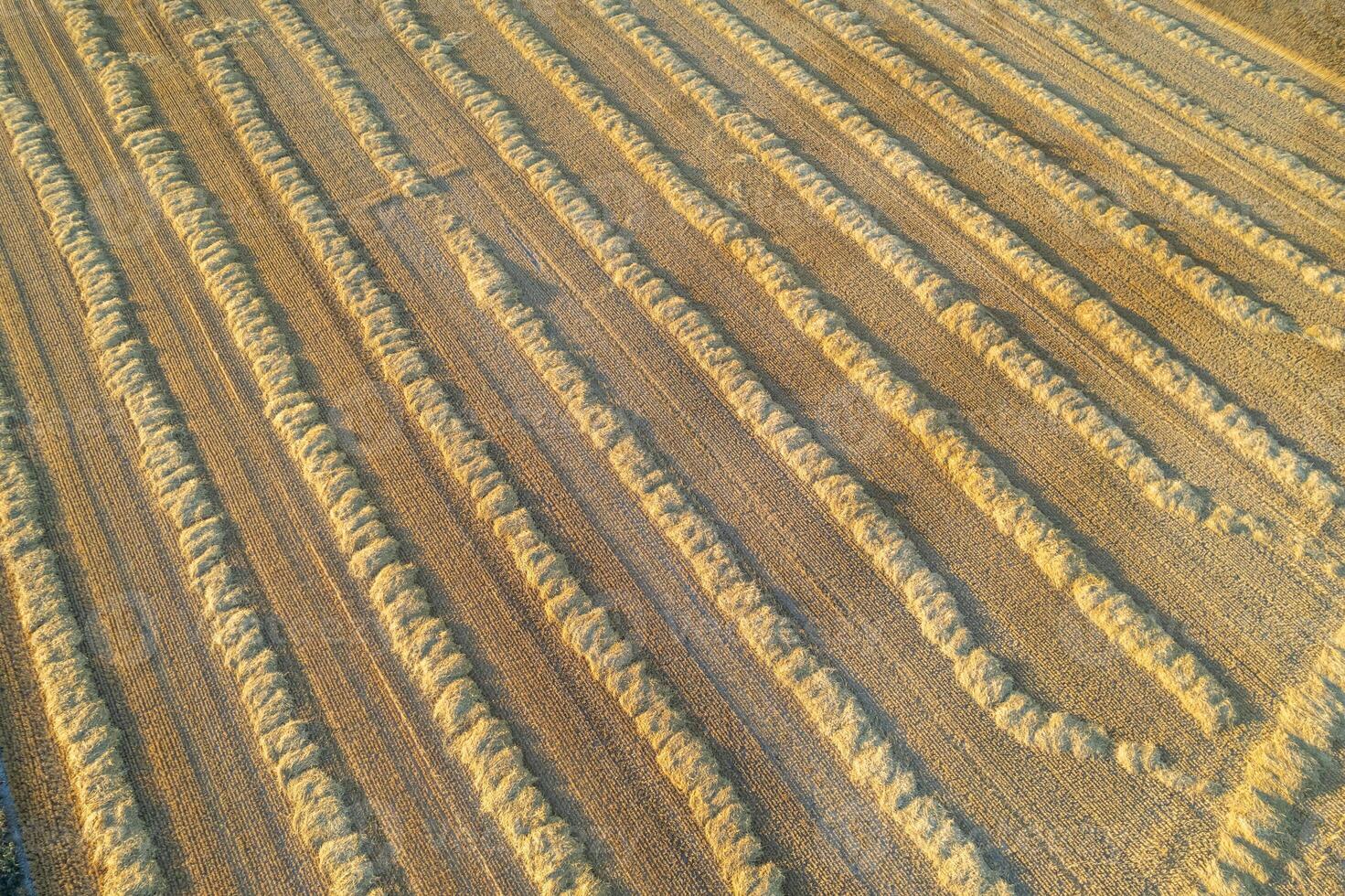 aerial pattern of straw rows in a golden field, drone photography of harvested cereal field pattern photo