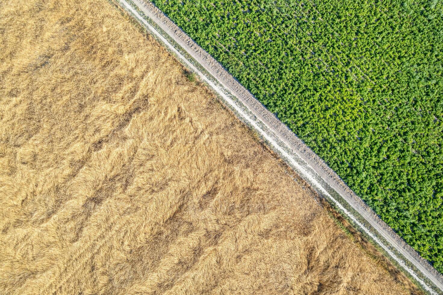 contrasting textures and colors of agricultural fields from above, zenithal drone view photo